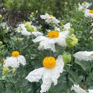 Meet your Posher, Romelly